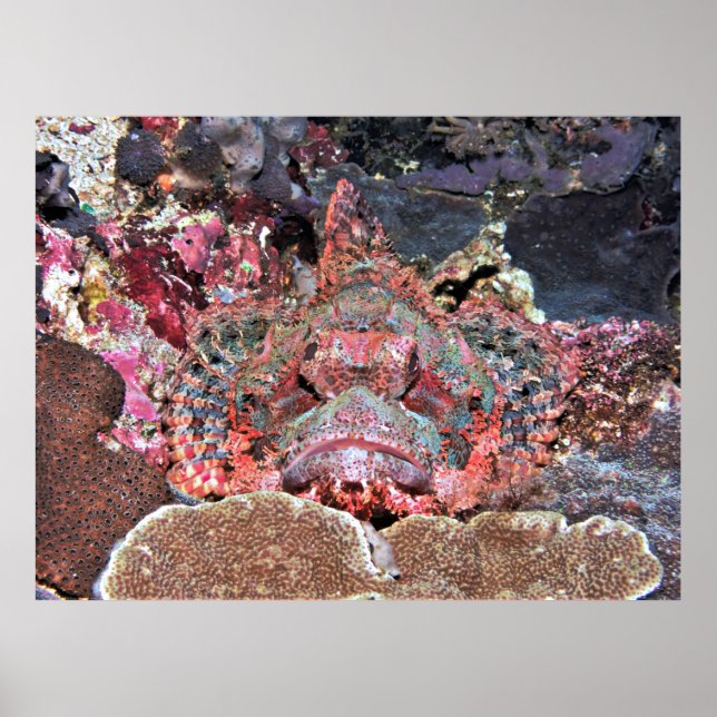 Nusa Lembongan Scorpionfish Poster (Vorne)