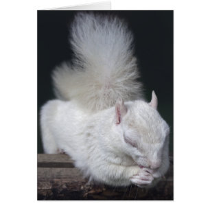 Nussartige Gebets-Karte