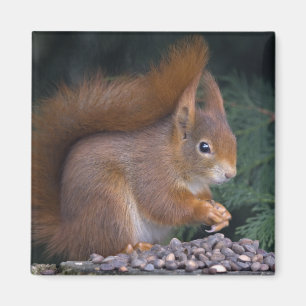 Nut Brunch Magnet