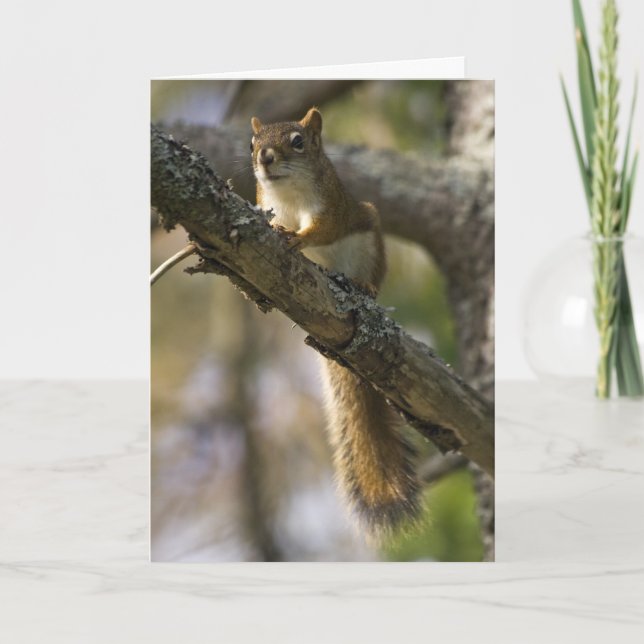 Nut Patrol Birthday Card Karte (Vorderseite)