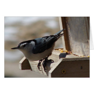 Nuthatch