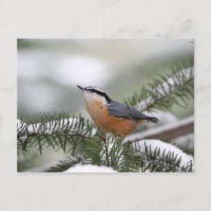 Nuthatch auf der Snowy Branch im Winter Postkarte