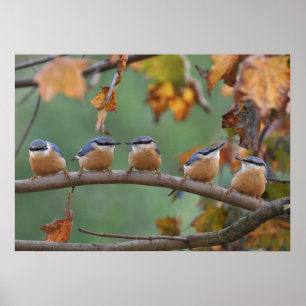 Nuthatch Collage Poster