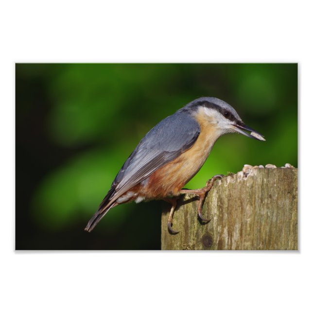 Nuthatch Foto Print (Vorne)
