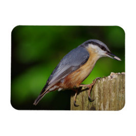 Nuthatch-Kühlschrankmagnet Magnet