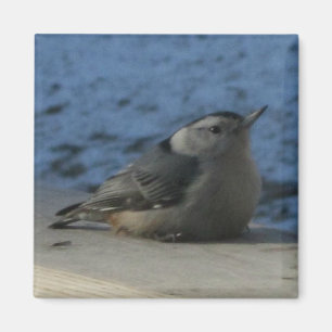 Nuthatch Magnet