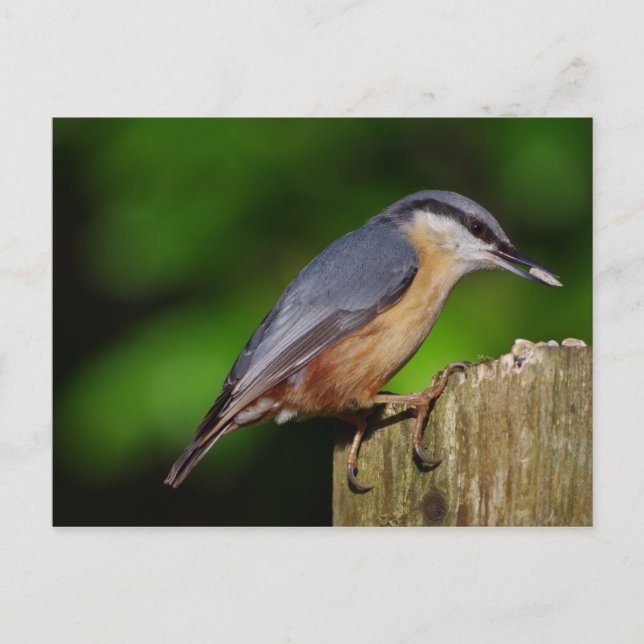 Nuthatch Postcard Postkarte (Vorderseite)