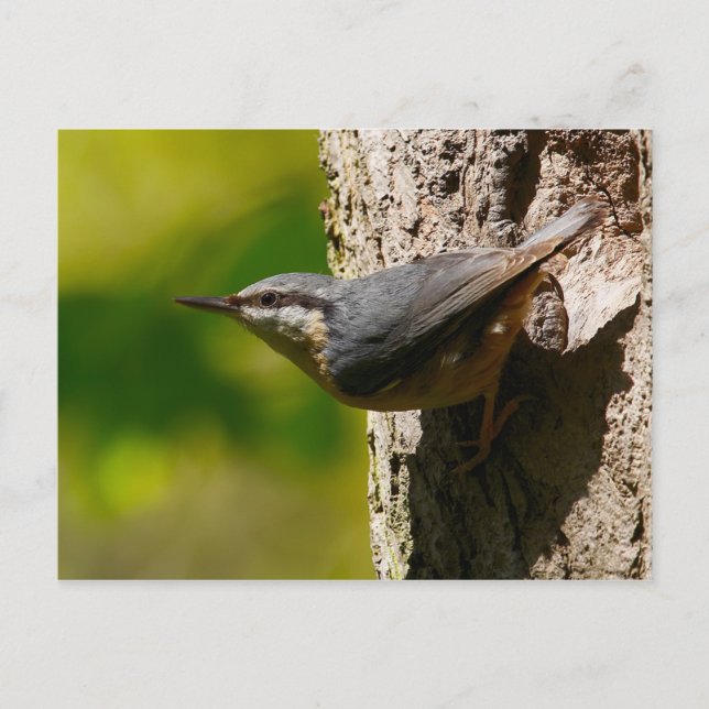 Nuthatch Postcard Postkarte (Vorderseite)