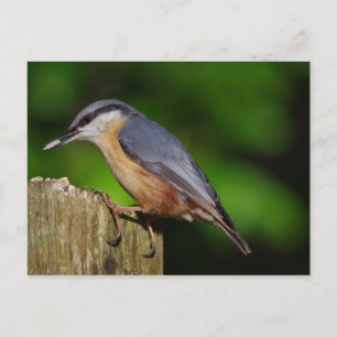 Nuthatch Postcard Postkarte