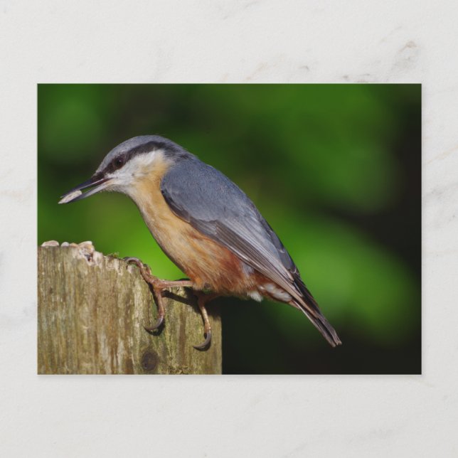 Nuthatch Postcard Postkarte (Vorderseite)