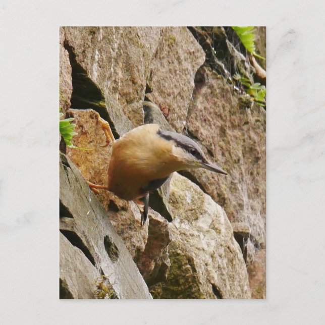 Nuthatch Postcard Postkarte (Vorderseite)