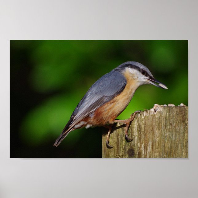 Nuthatch Poster (Vorne)