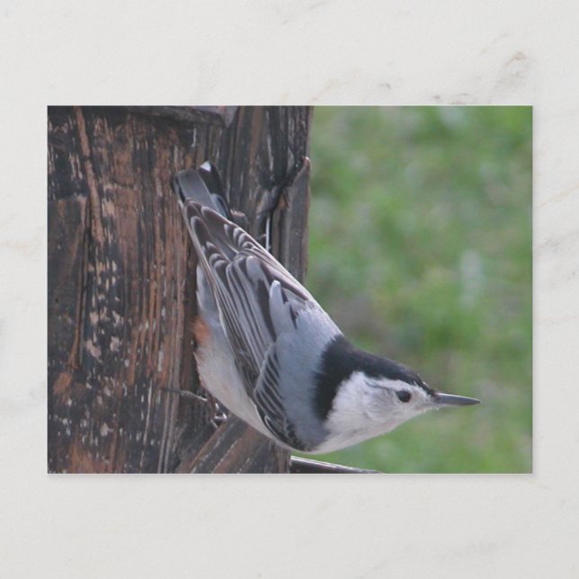 Nuthatch Postkarte (Vorderseite)