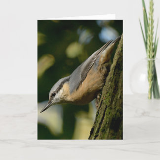 Nuthatsch auf einer Baumkarte Karte