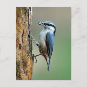 Nuthatsch mit Sonnenblumenkerne Postkarte