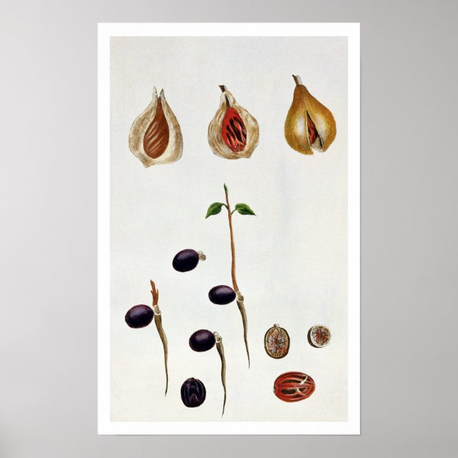 Nutmeg, plate 8, aus "Collection Precieuse et Enl Poster (Vorne)