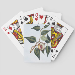 Nutmeg, Plattform 7, from 'Precieuse and Enl Colle Spielkarten