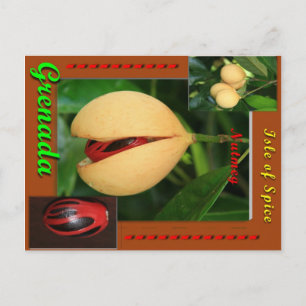 Nutmeg Postcard Postkarte