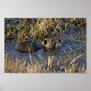 Nutria im Wasser Poster