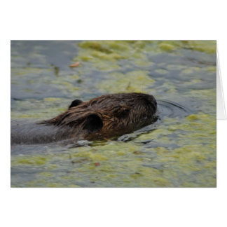 "Nutria Swimming"-Grußkarte