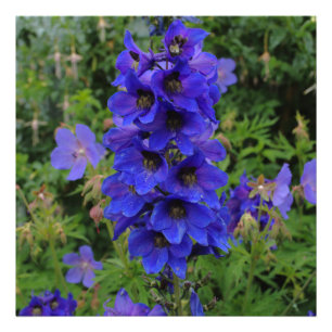 Nuttall's Larkspur-Blume Fotodruck