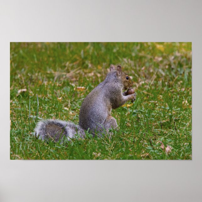 Nutty Squirrel Poster (Vorne)