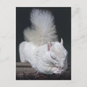 Nutty's Gebet Postkarte