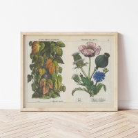 Nützliche Pflanze | Charlotte Mary Yonge