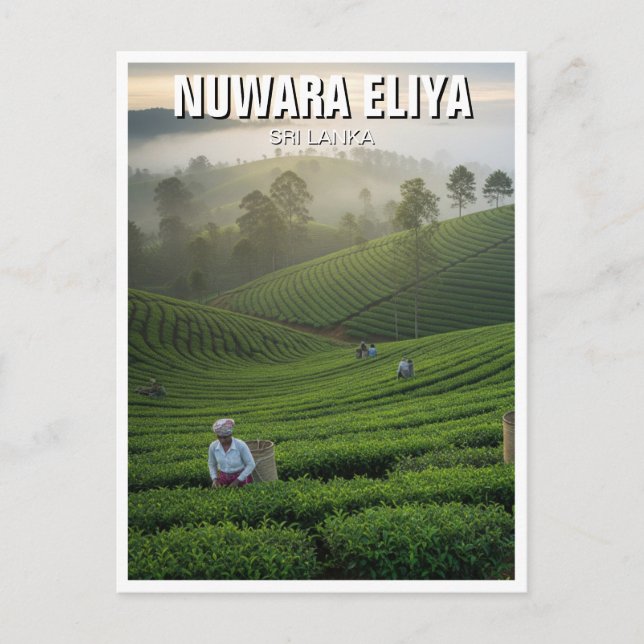 Nuwara Eliya Tea Plantation Sri Lanka Postkarte (Vorderseite)