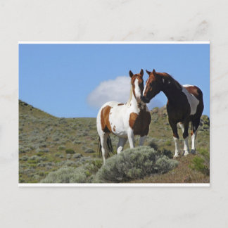 Nuzzling Pferde Postkarte