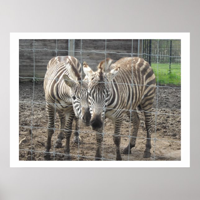 Nuzzling Zebras Poster (Vorne)