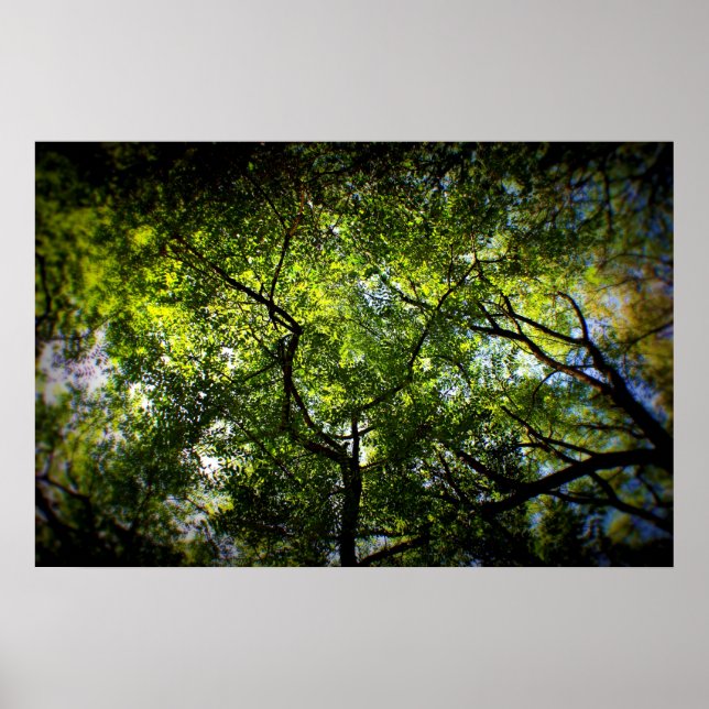 NY Trees Poster (Vorne)