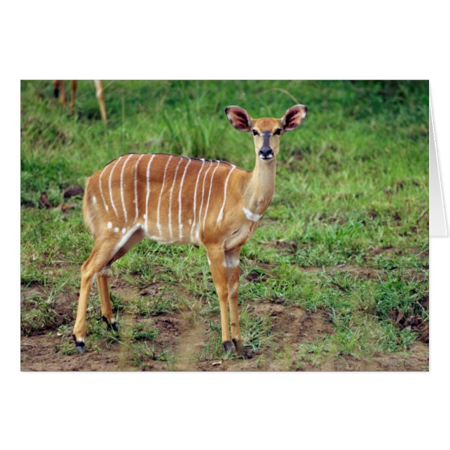 Nyala, Hluhluwe-Umfolozi-Spielreserve (Vorderseite (Horizontal))