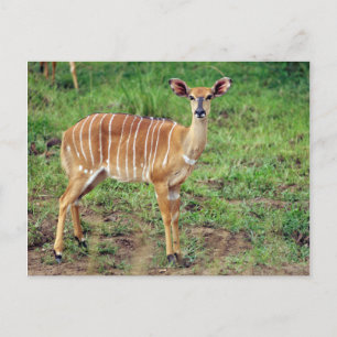 Nyala, Hluhluwe-Umfolozi-Spielreserve Postkarte