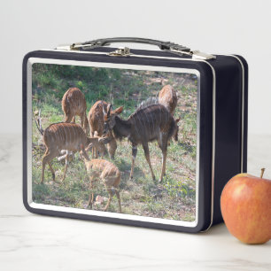 Nyala in Graslandschaften – Ein Moment der Wildnis Metall Brotdose