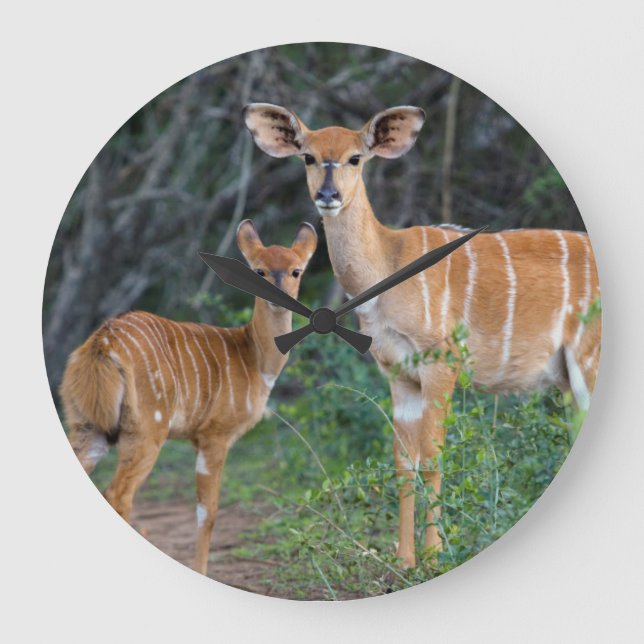 Nyala (Tragelaphus Angazii) mit Jungen, Ndumo Große Wanduhr (Vorderseite)