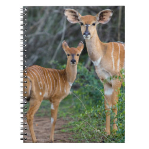 Nyala (Tragelaphus Angazii) mit Jungtier, Ndumo Notizblock
