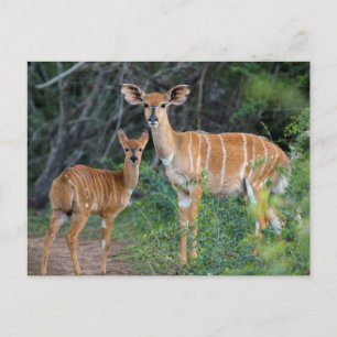Nyala (Tragelaphus Angazii) mit Jungtier, Ndumo Postkarte