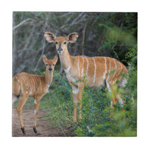 Nyala (Tragelaphus Angazii) mit Young, Ndumo Fliese
