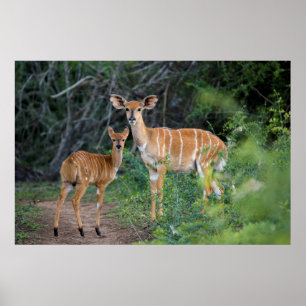 Nyala (Tragelaphus Angazii) mit Young, Ndumo Poster