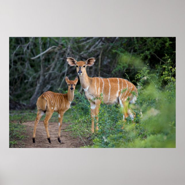 Nyala (Tragelaphus Angazii) mit Young, Ndumo Poster (Vorne)