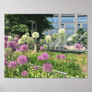 NYC Columbus Circle New York City Lila Allium Poster