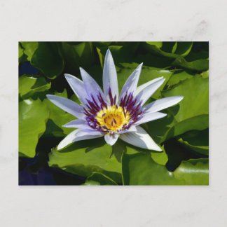Nymphaea colorata - Afrikanische Seerose Tansania Postkarte