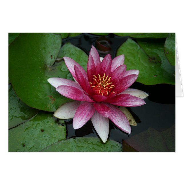 Nymphaea tetragona (Vorderseite (Horizontal))