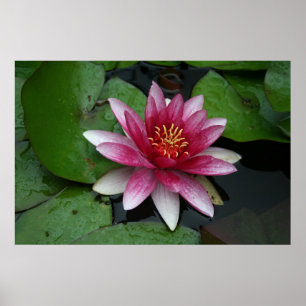 Nymphaea tetragona poster