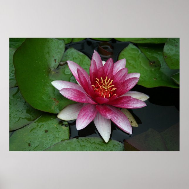 Nymphaea tetragona poster (Vorne)