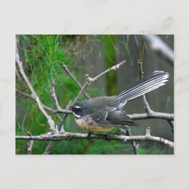 NZ Bird - Fantail Postkarte (Vorderseite)