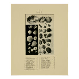 NZ Muscheln - Paua etc. Poster