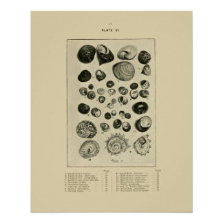 NZ-Muscheln Poster