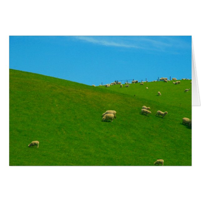 Nz Schafhügel (Vorderseite (Horizontal))